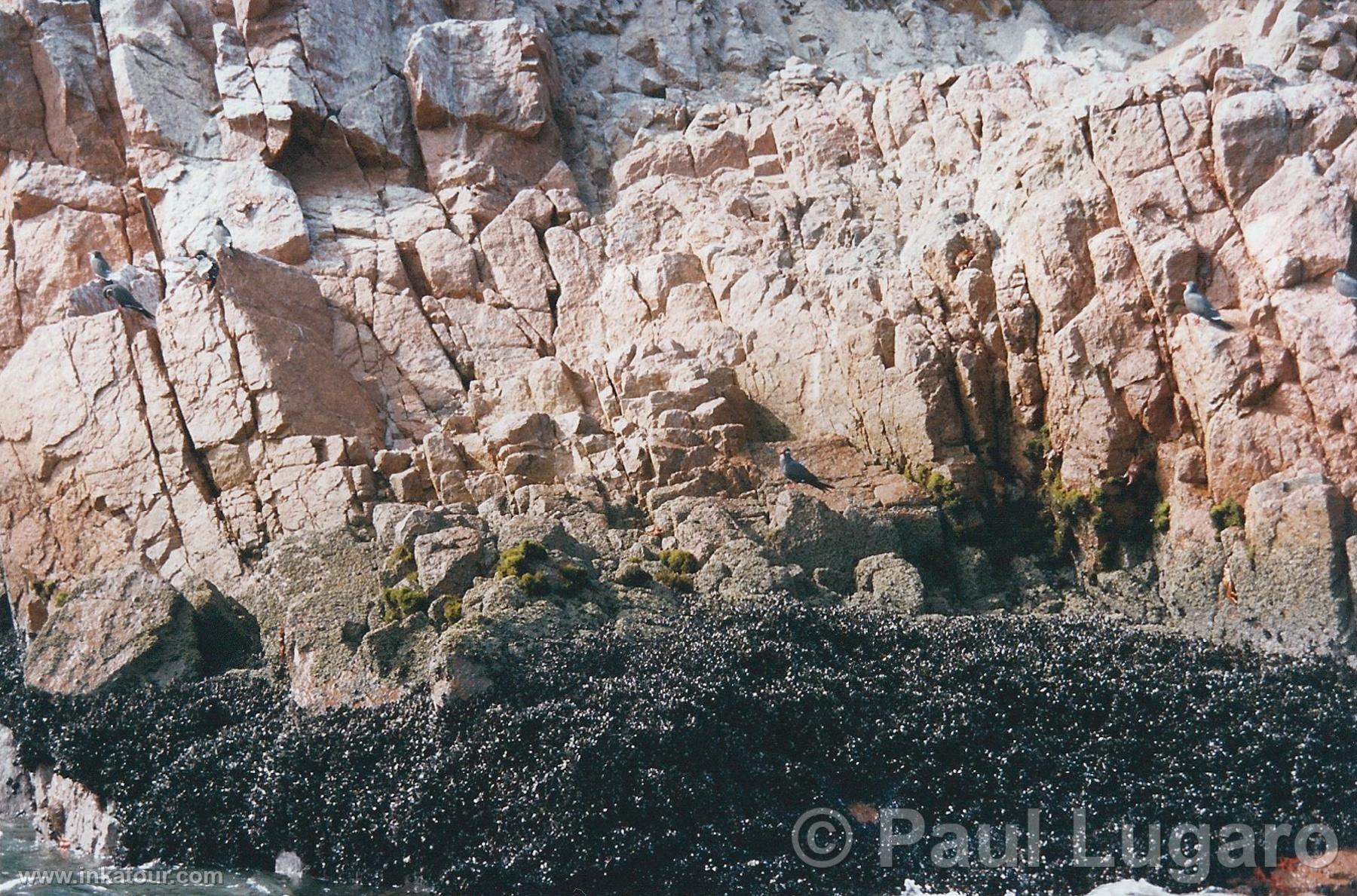 Ballestas, Paracas