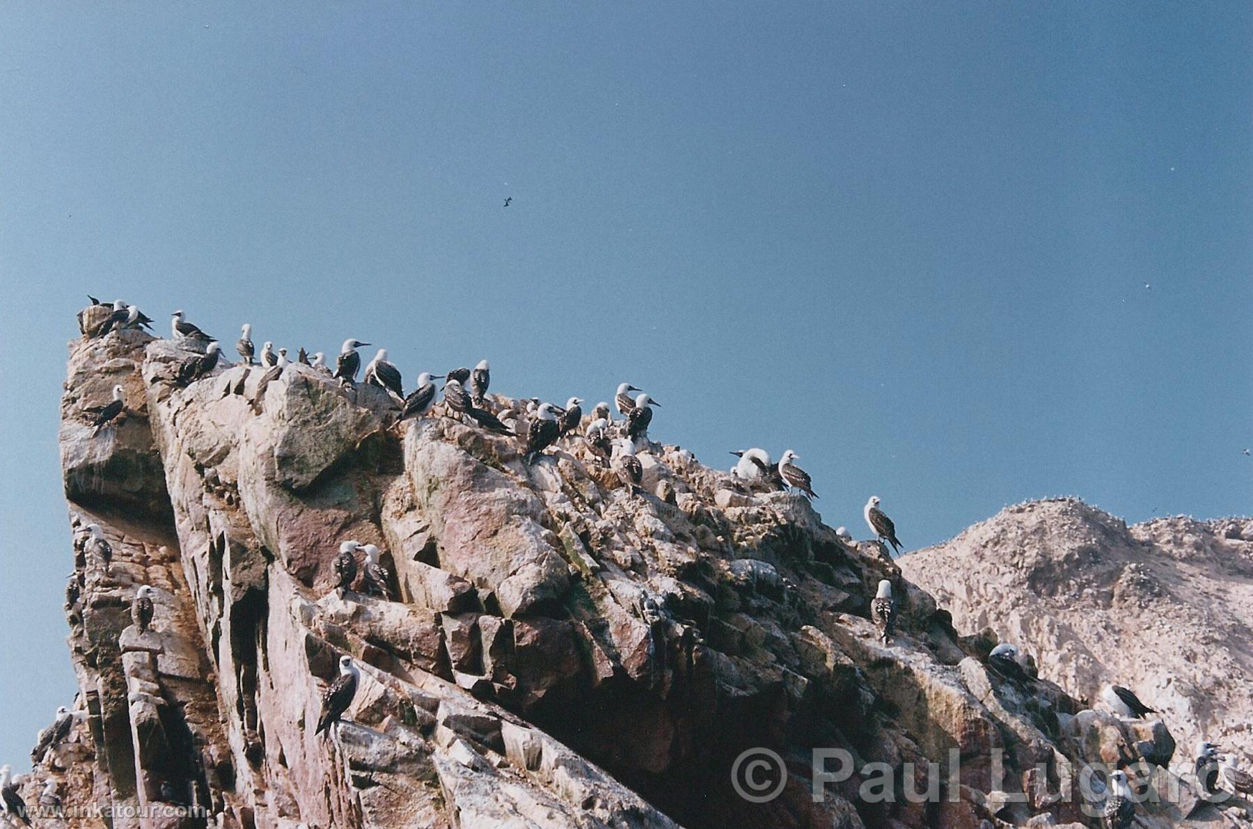 Ballestas, Paracas