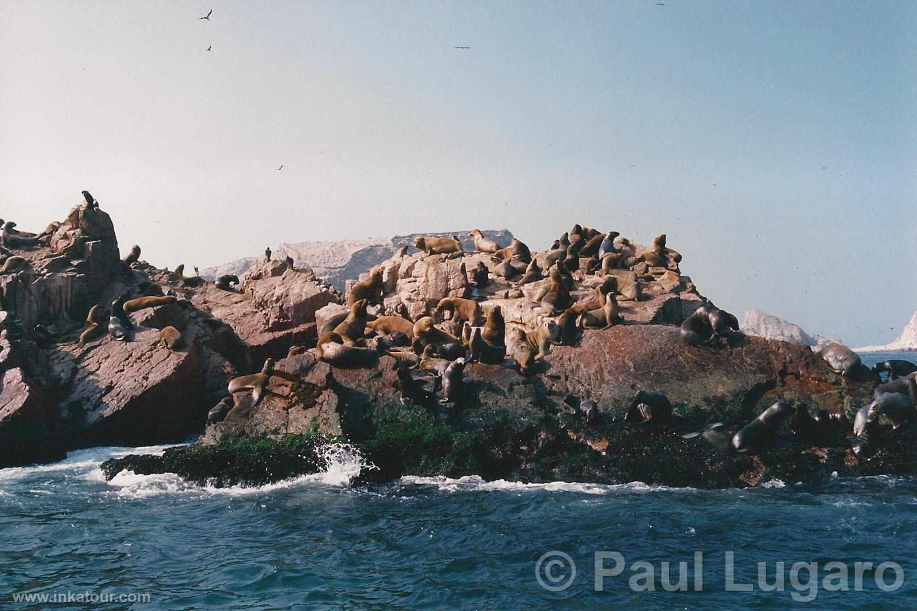 Ballestas, Paracas