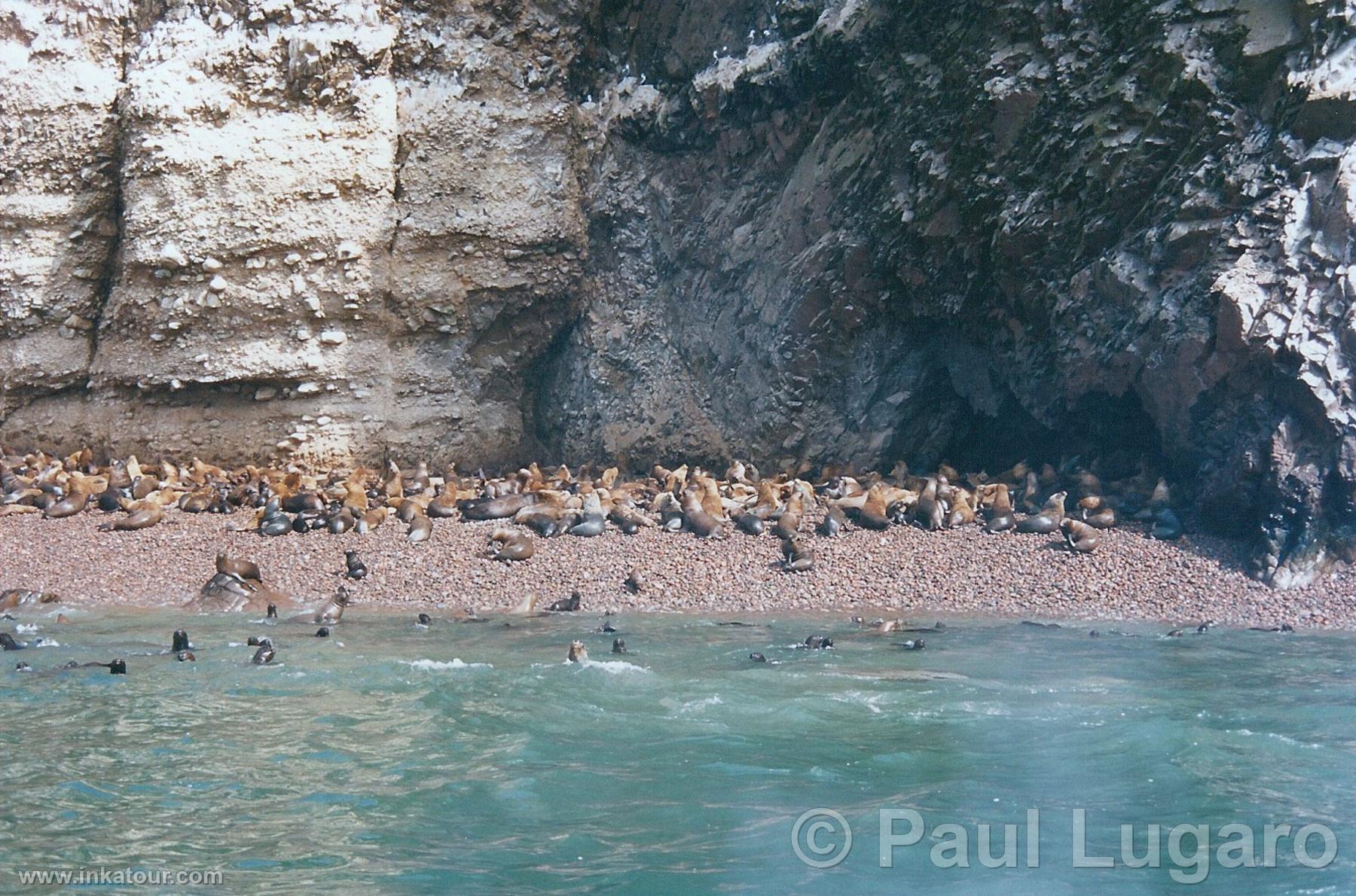 Ballestas, Paracas