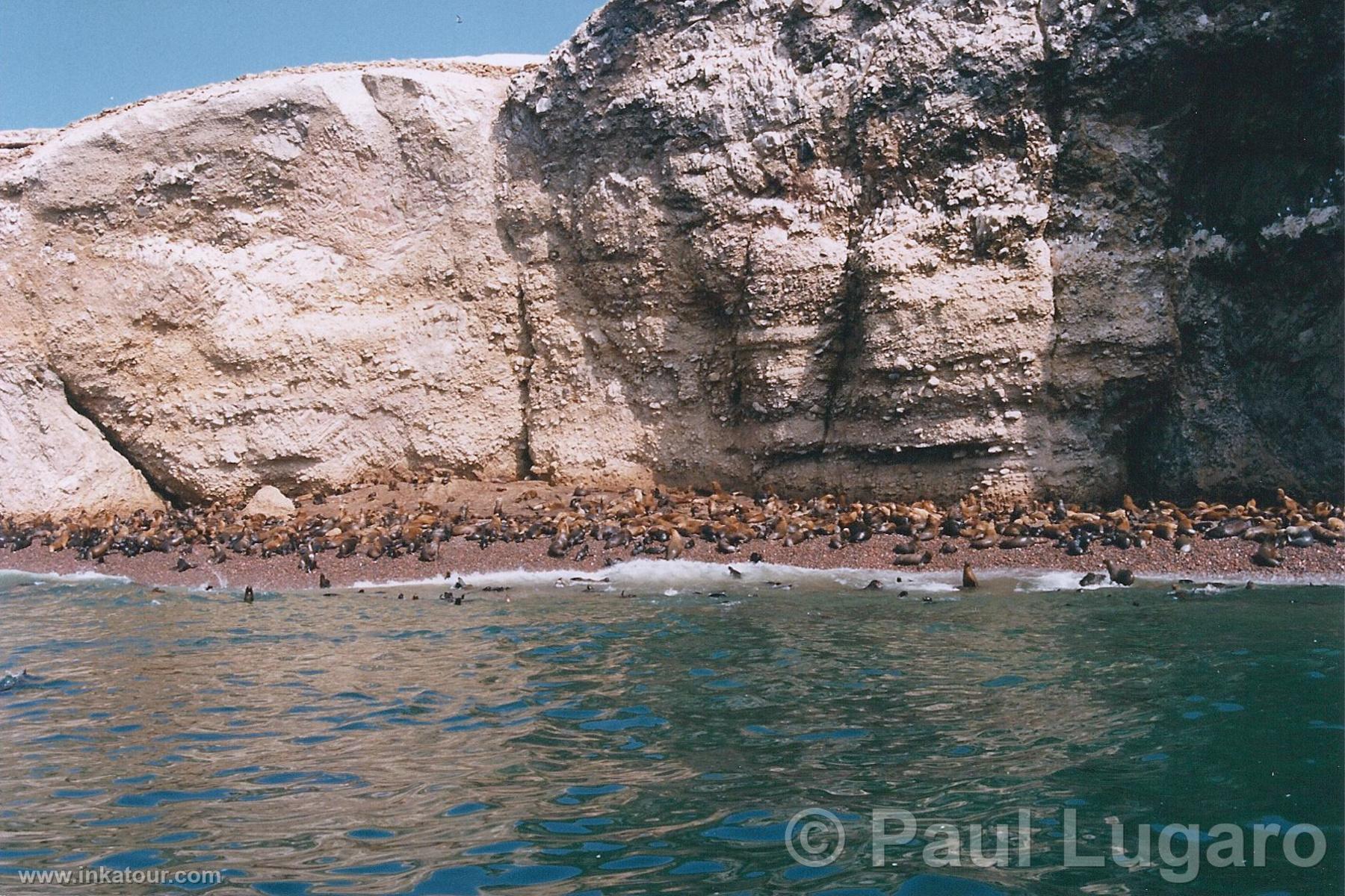 Ballestas, Paracas