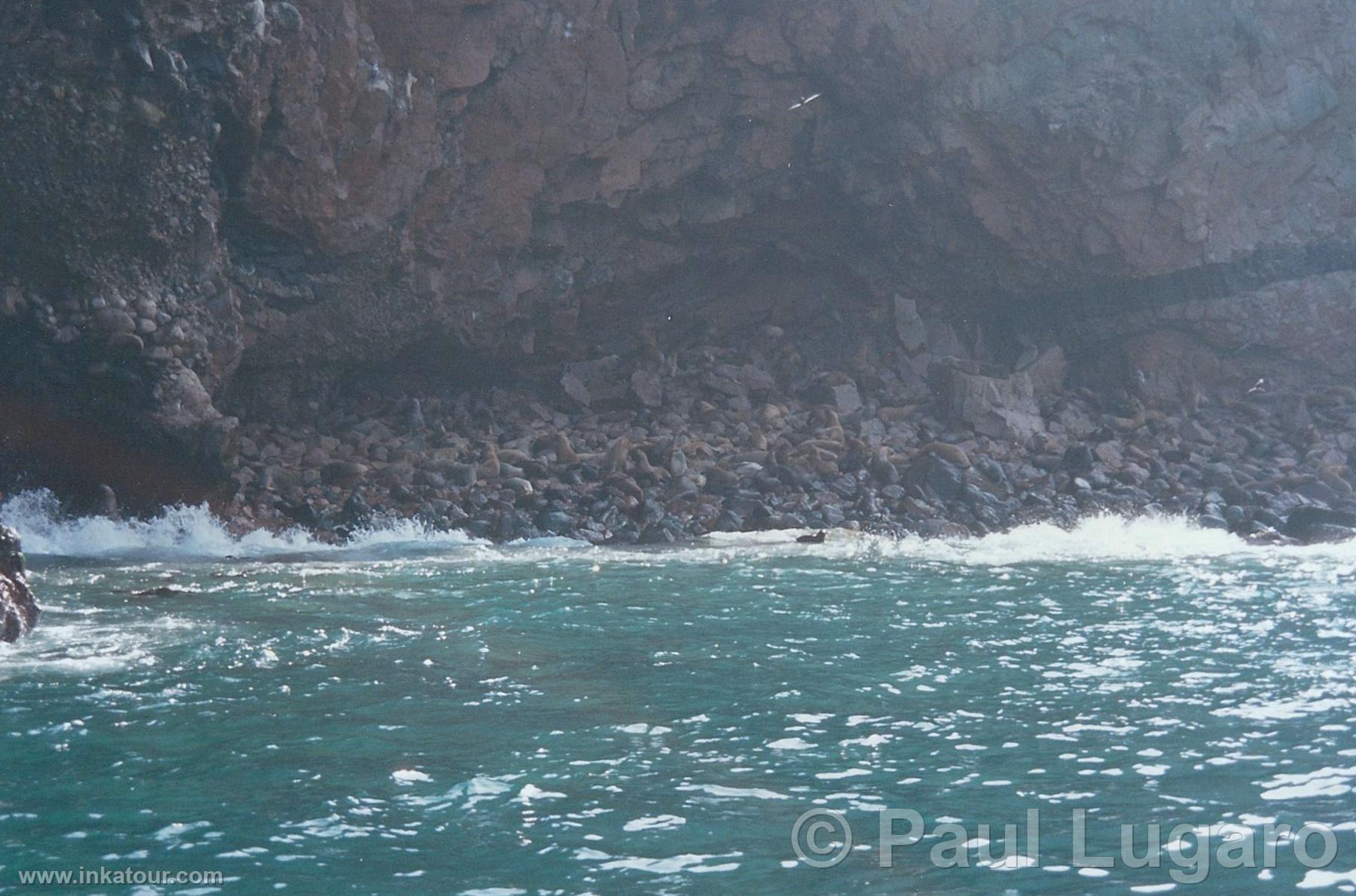 Ballestas, Paracas