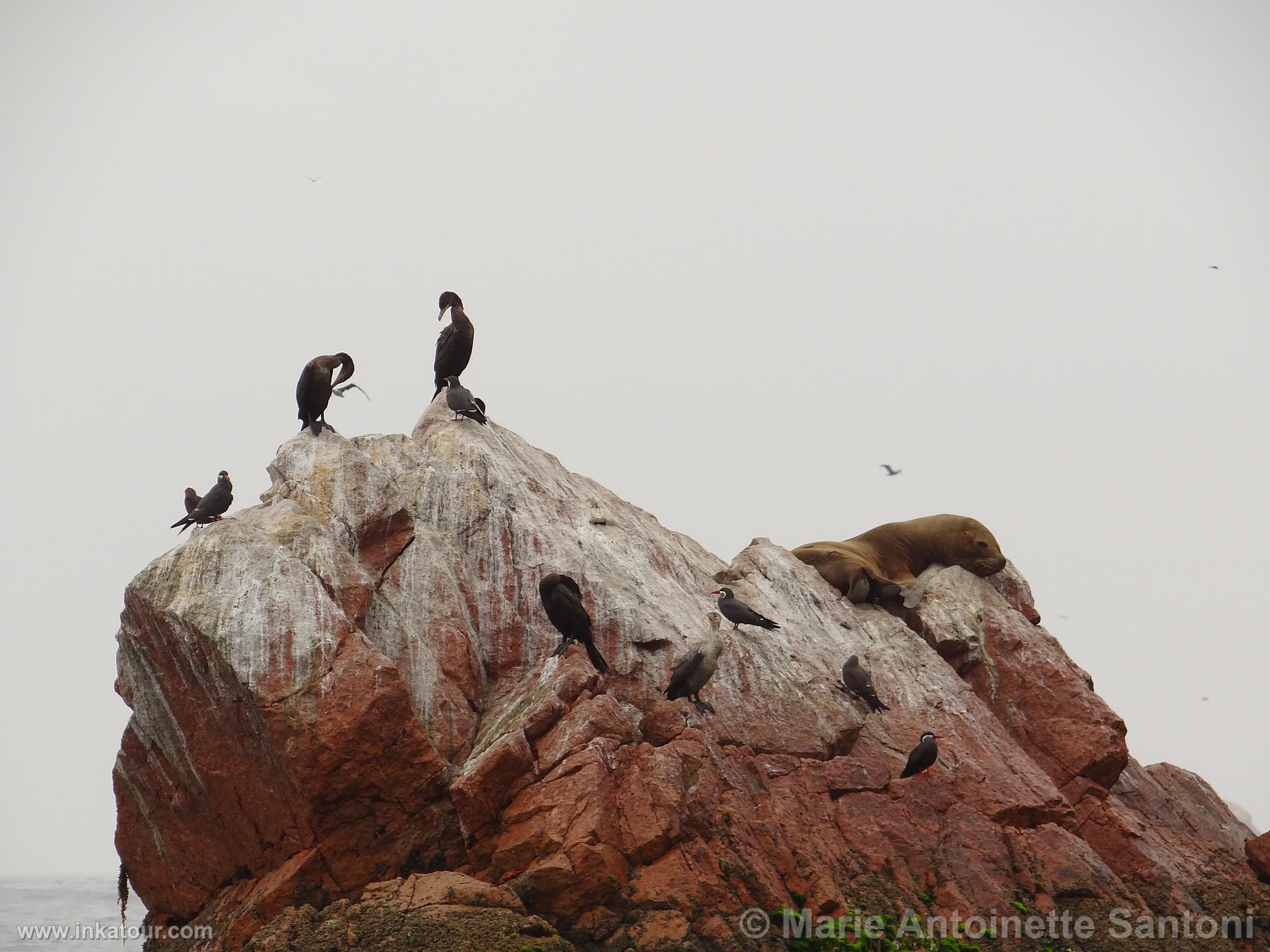 Ballestas, Paracas