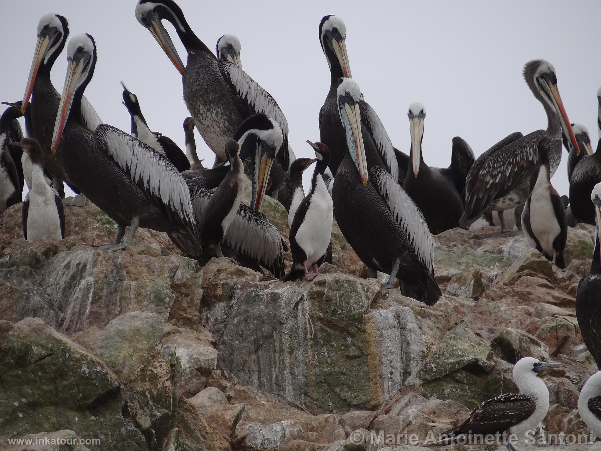 Ballestas, Paracas