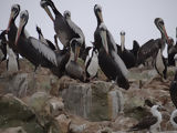 Ballestas, Paracas