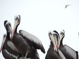 Ballestas, Paracas