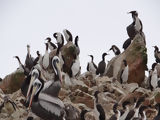 Ballestas, Paracas