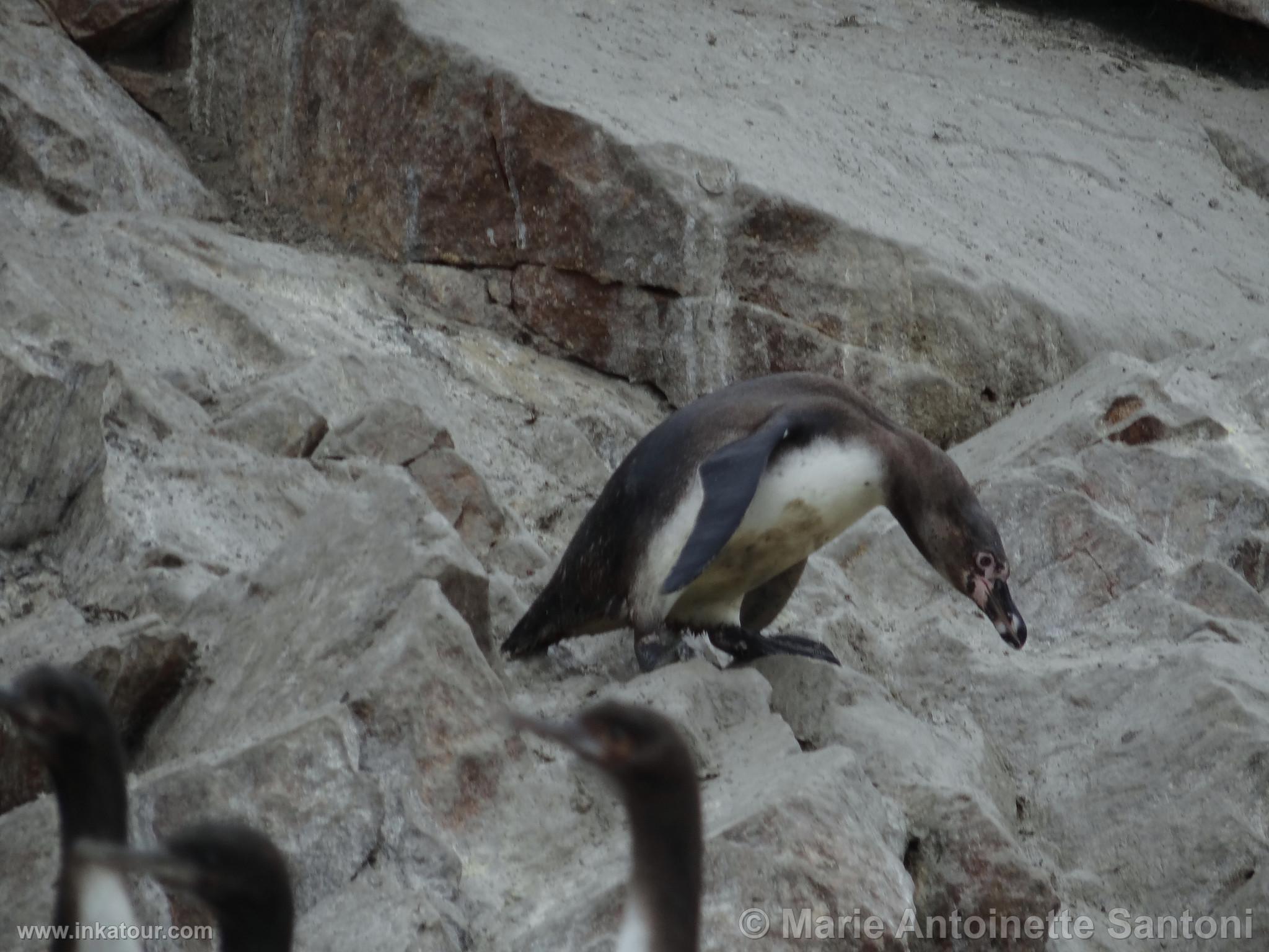 Ballestas, Paracas