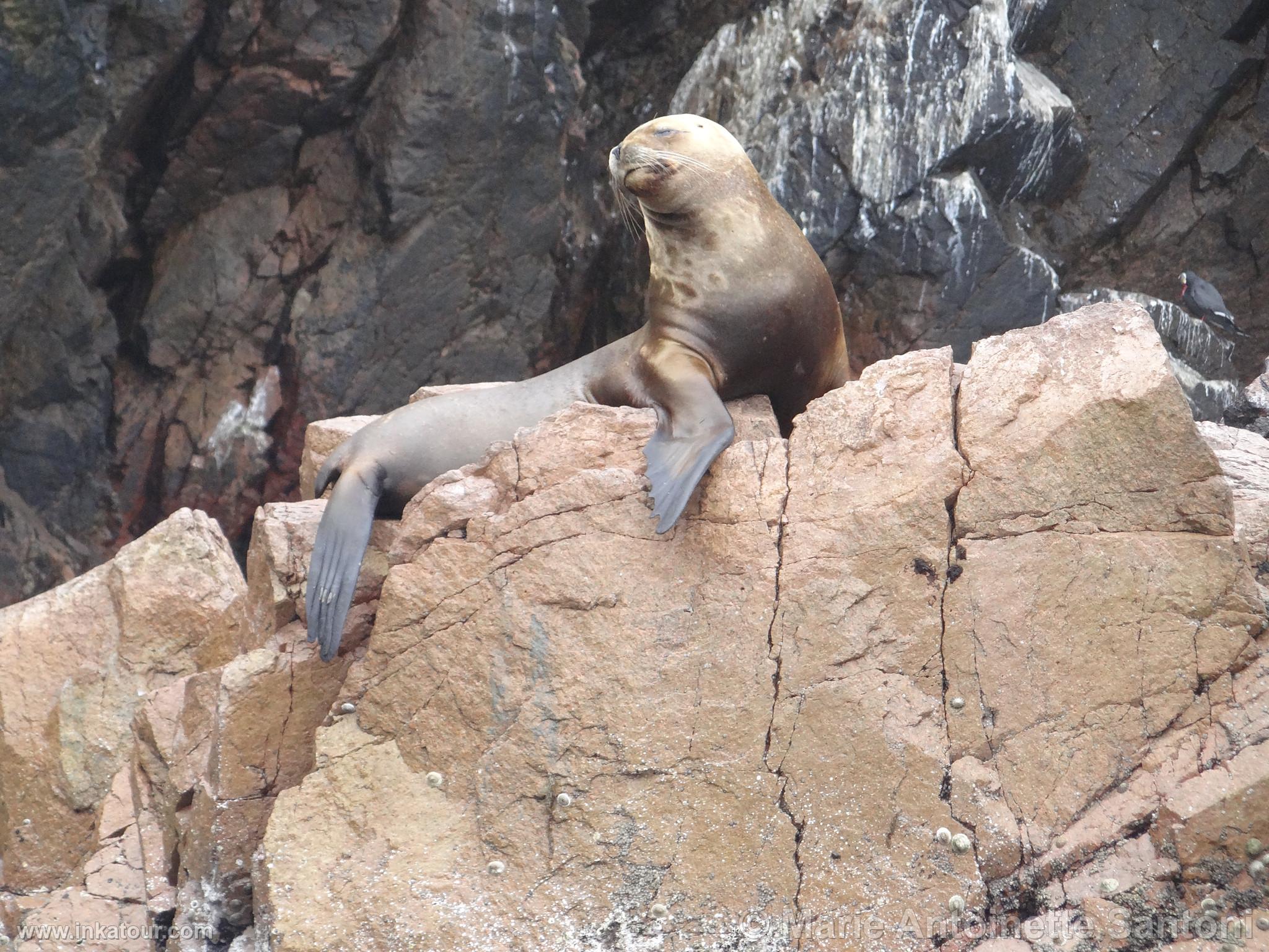 Ballestas, Paracas