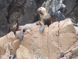 Ballestas, Paracas