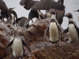 Ballestas, Paracas