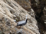 Ballestas, Paracas