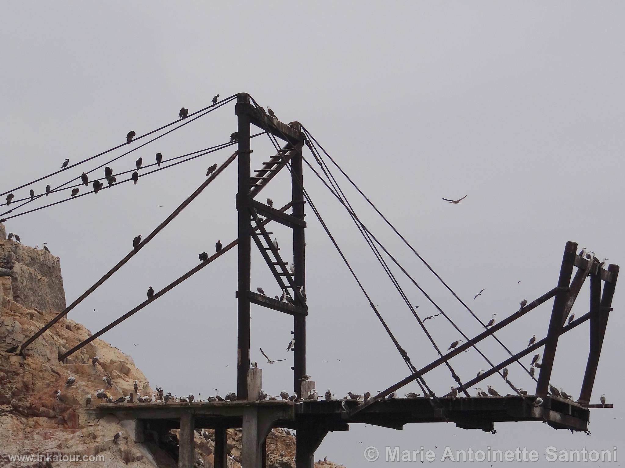 Ballestas, Paracas