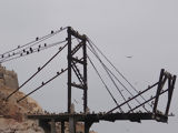 Ballestas, Paracas