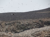 Ballestas, Paracas