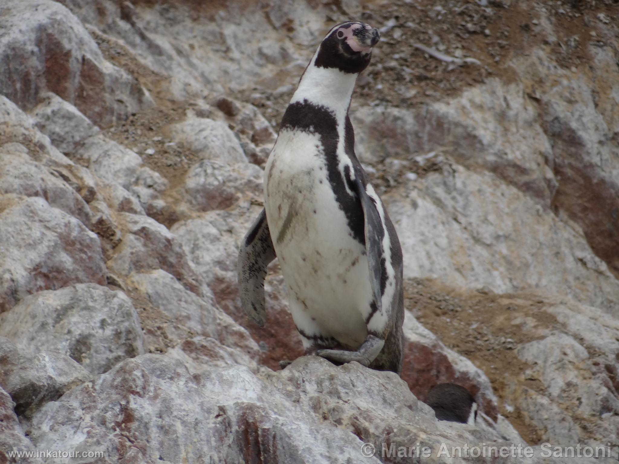 Ballestas, Paracas