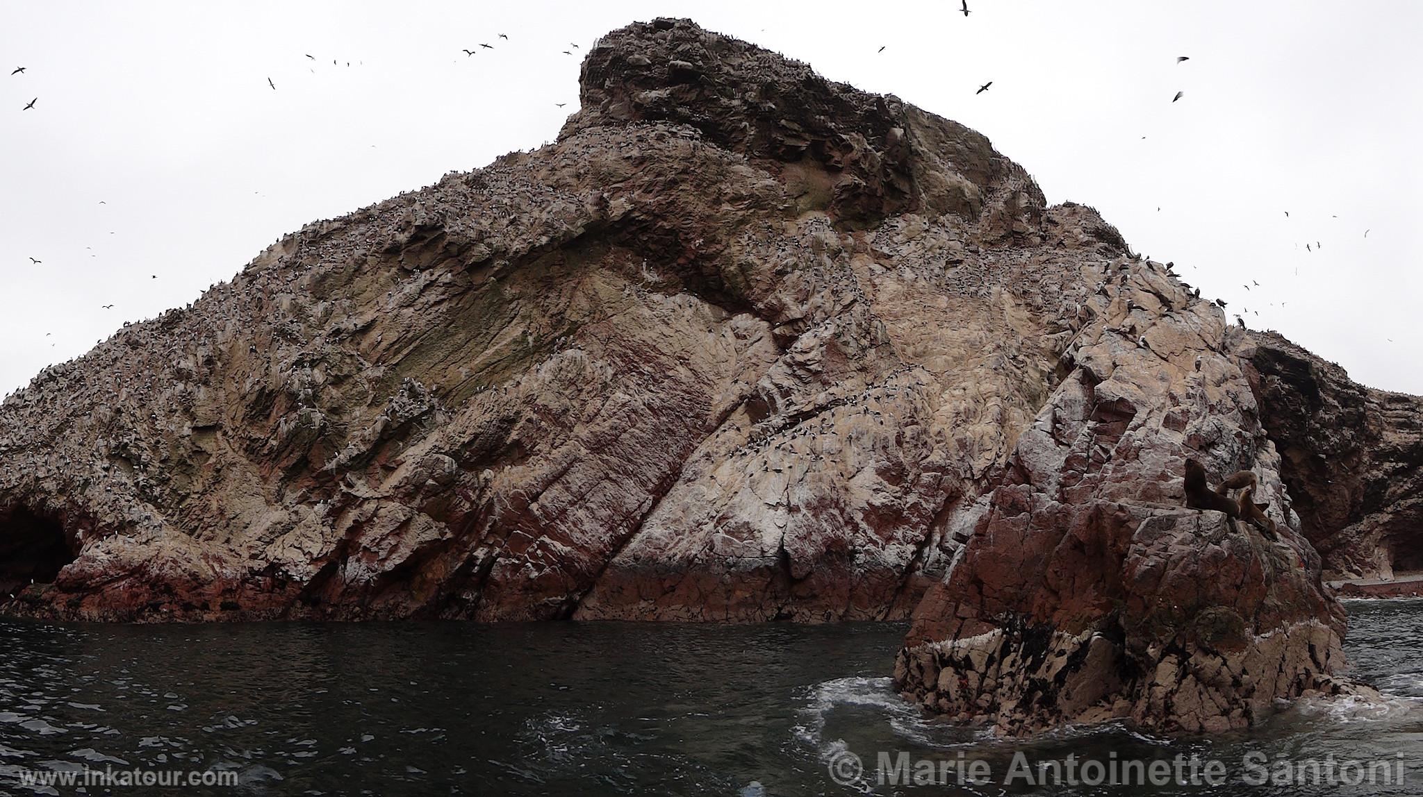 Ballestas, Paracas