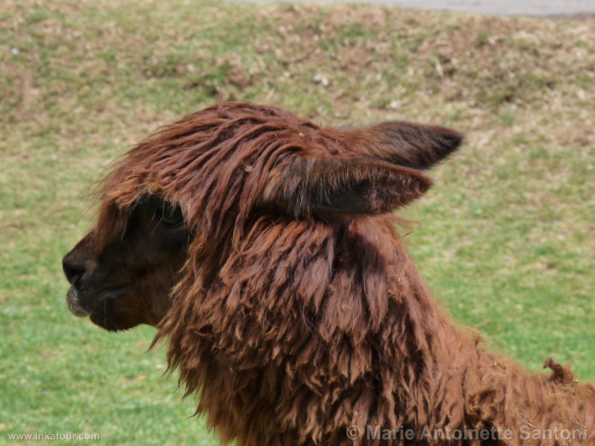 Photo of Peru