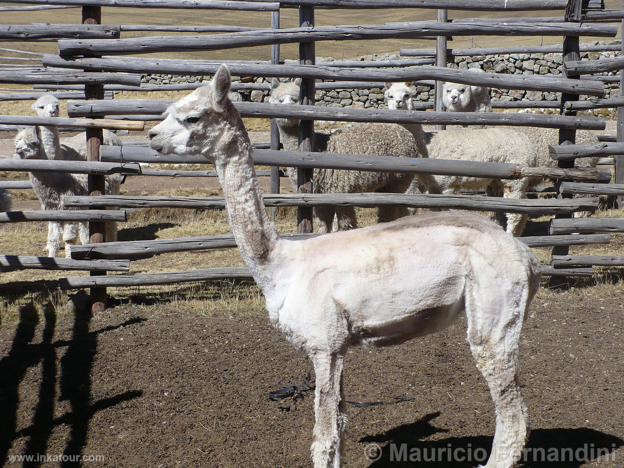 Photo of Peru