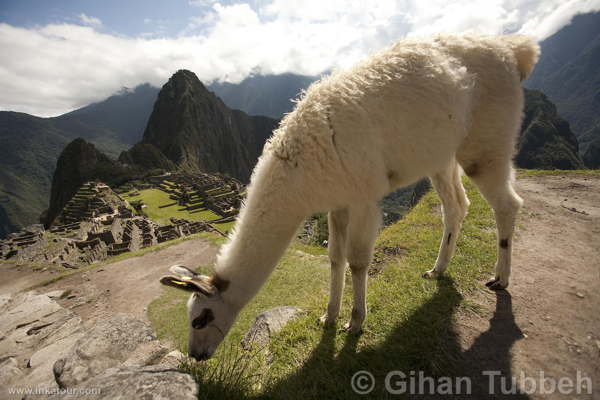 Machu Picchu