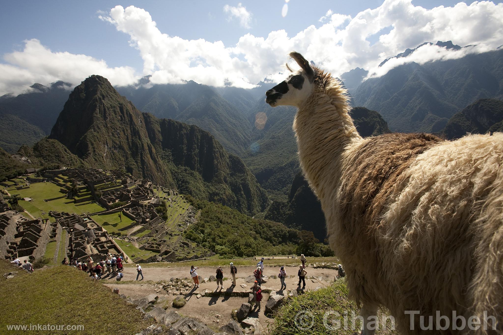 Machu Picchu