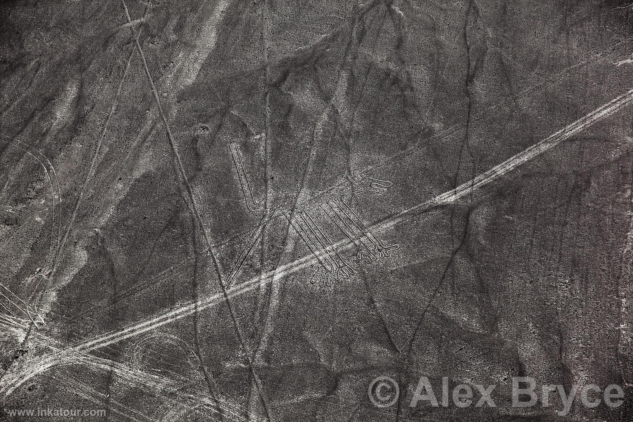 Nazca lines