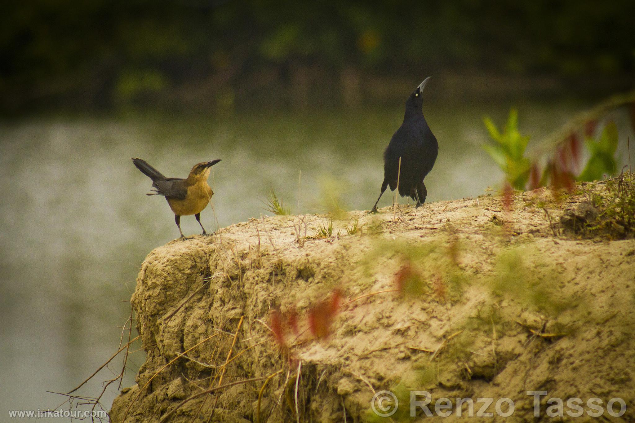 Photo of Peru