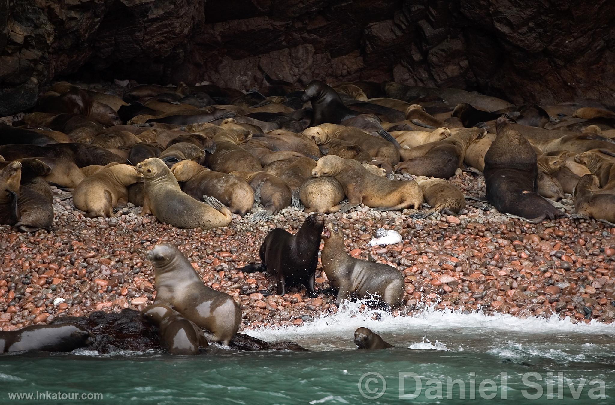 Photo of Peru