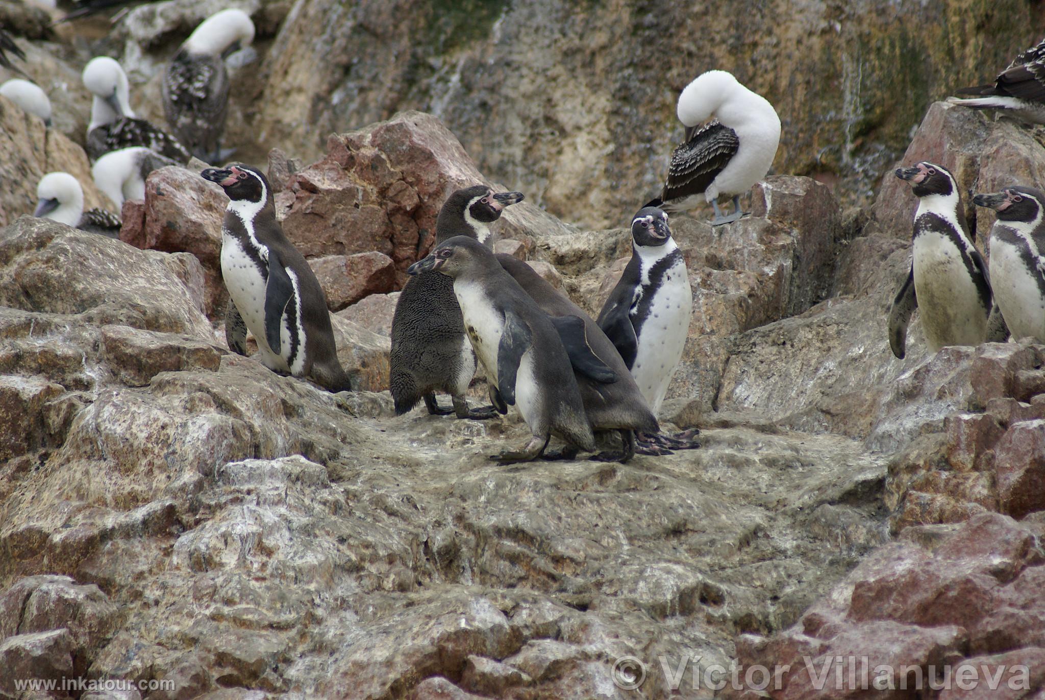 Photo of Peru