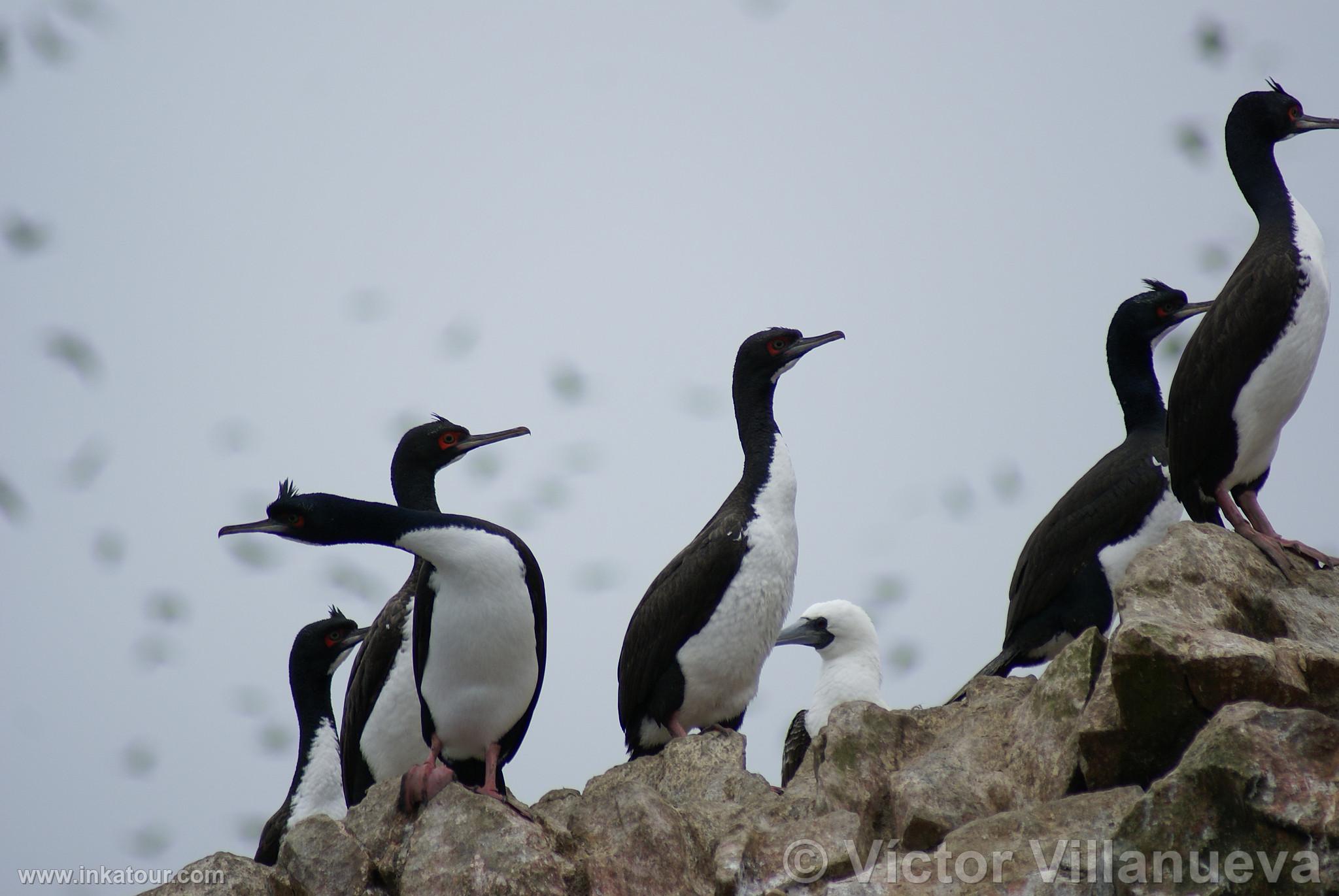 Photo of Peru