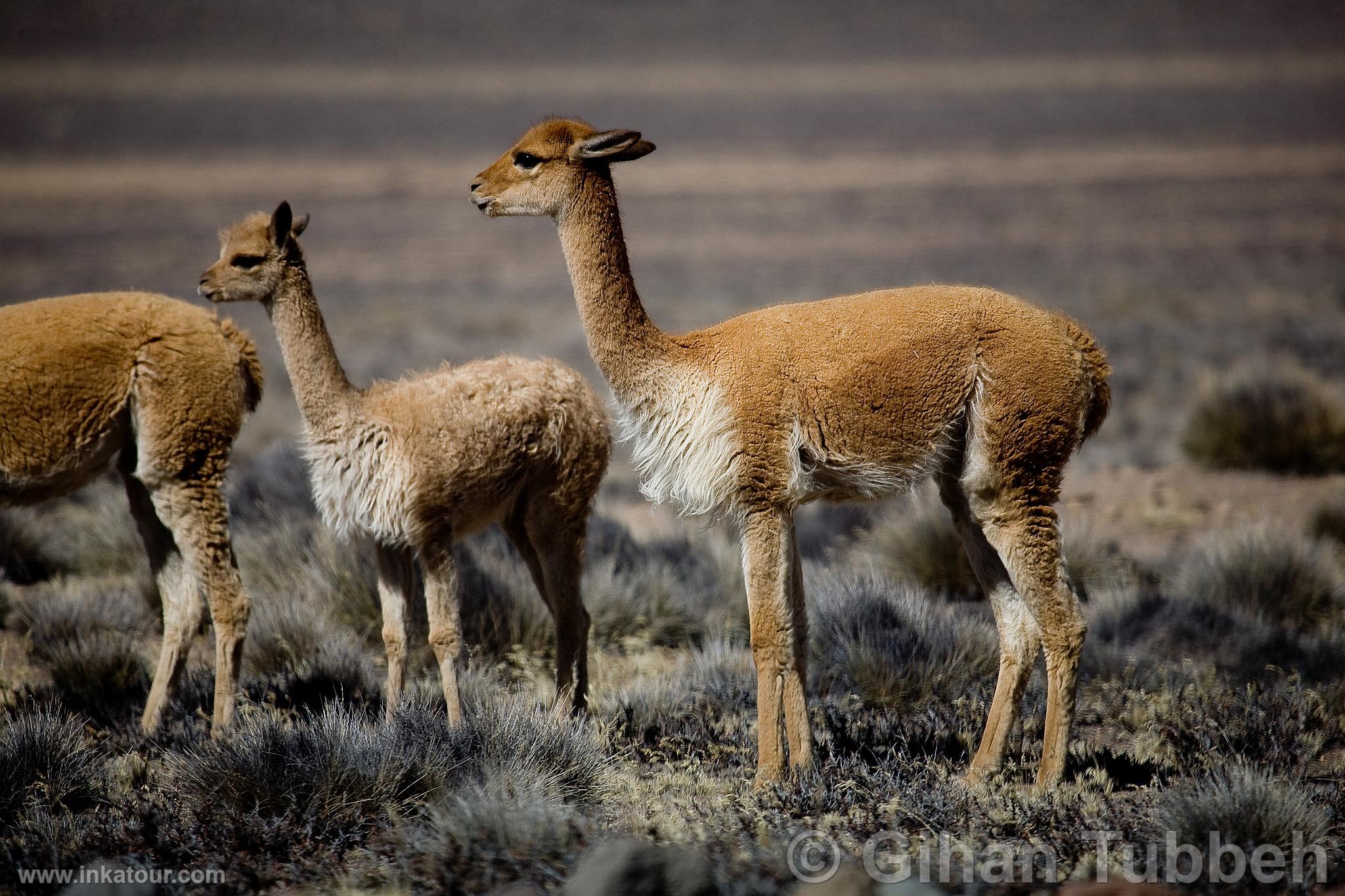 Photo of Peru