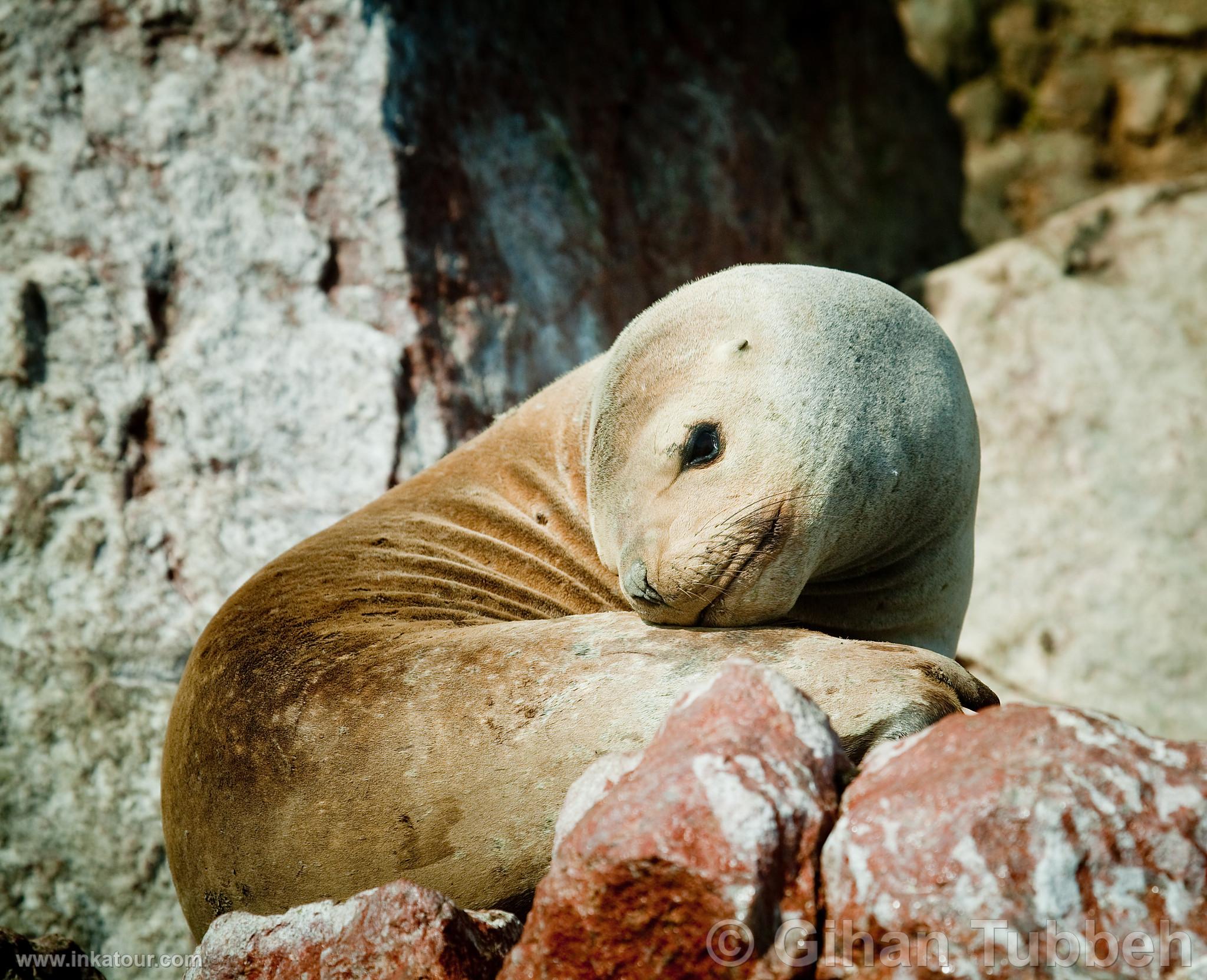 Photo of Peru