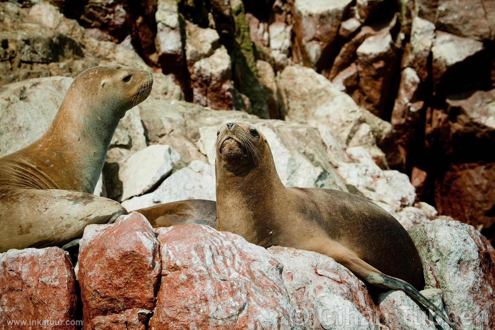 Photo of Peru