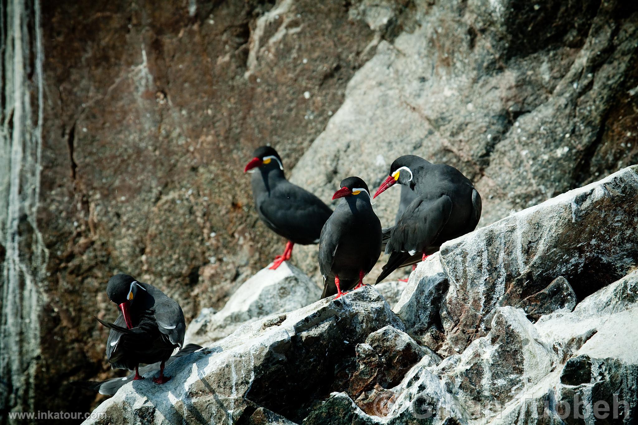 Photo of Peru