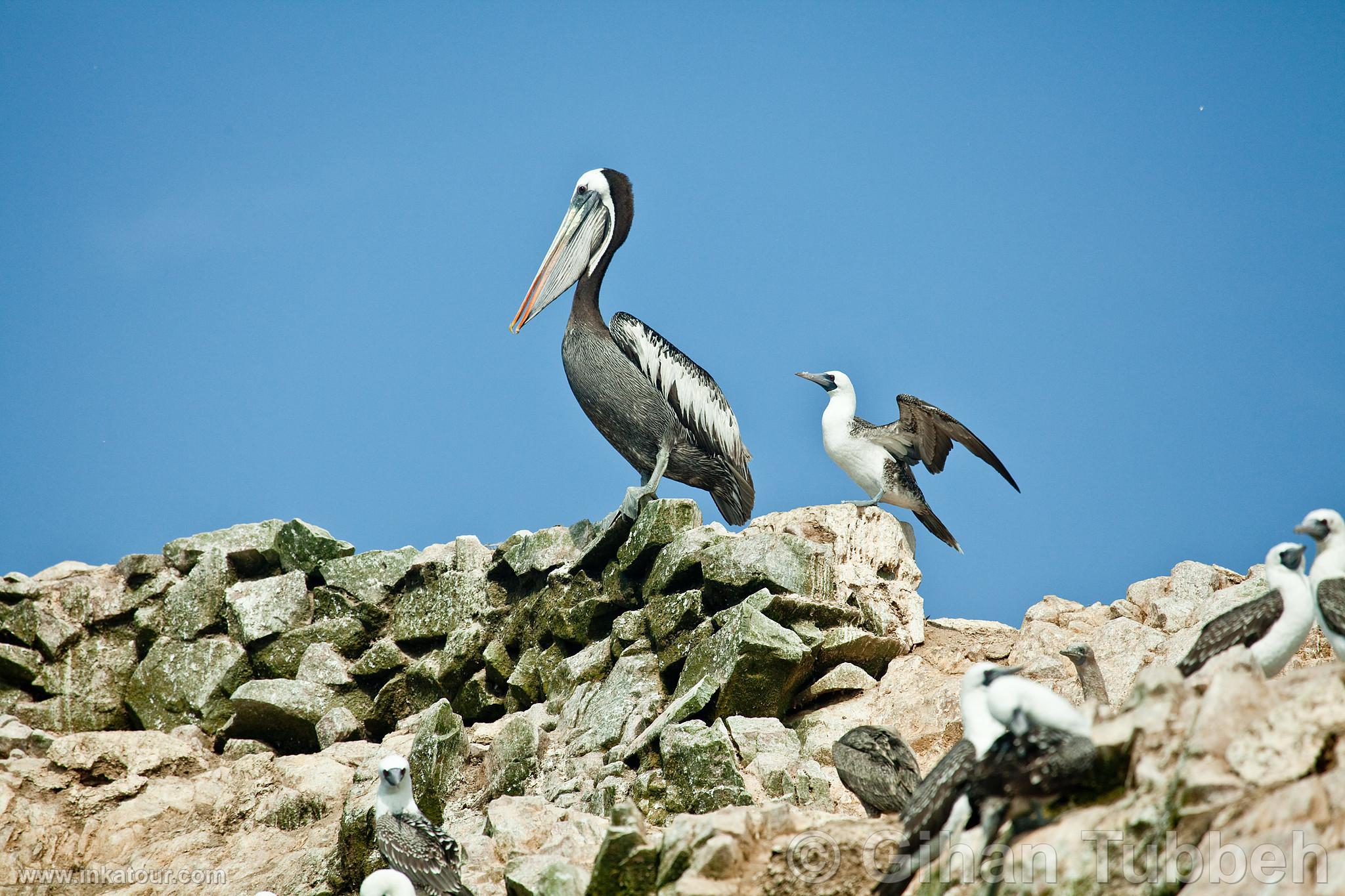 Photo of Peru