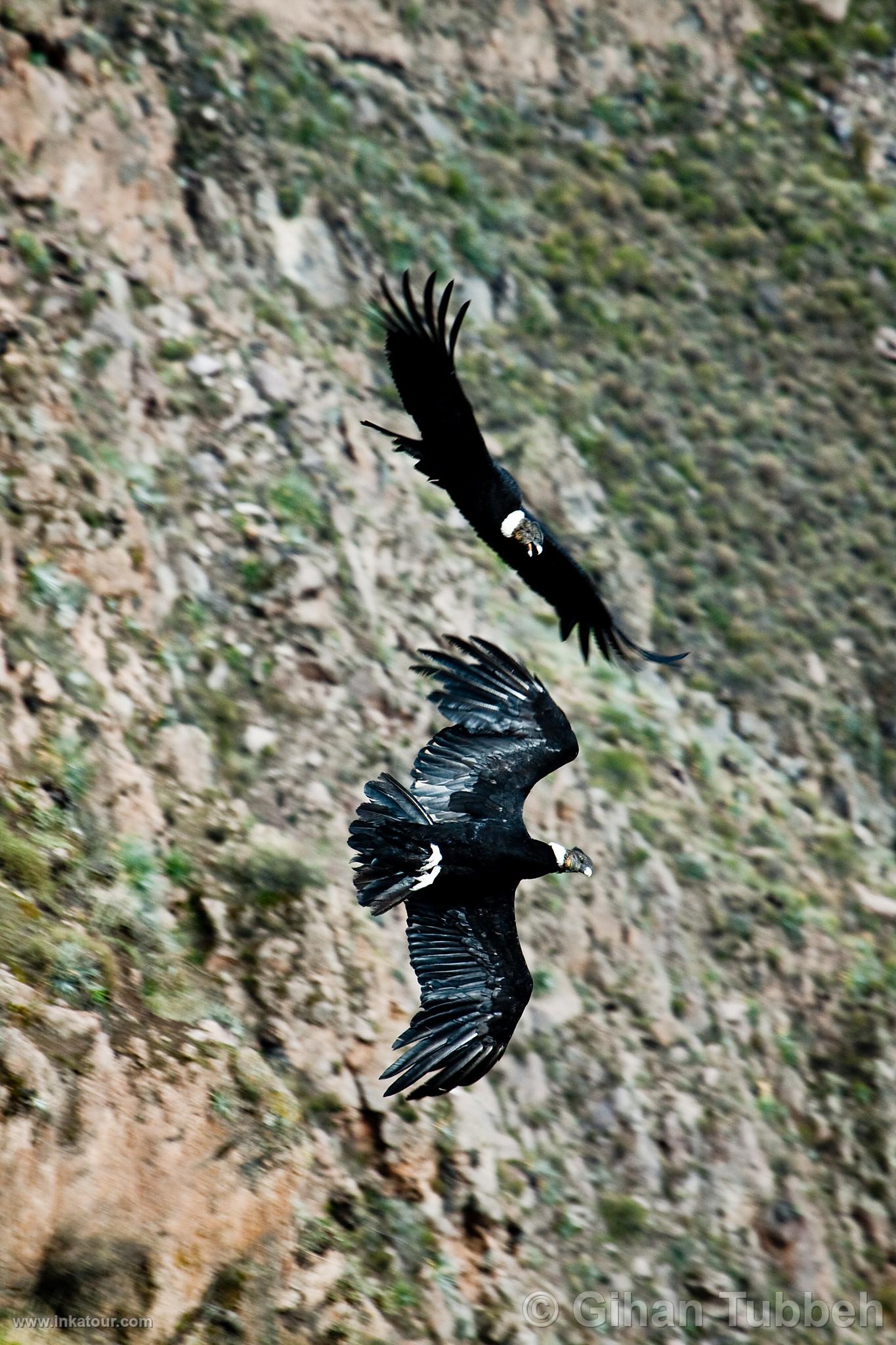 Photo of Peru