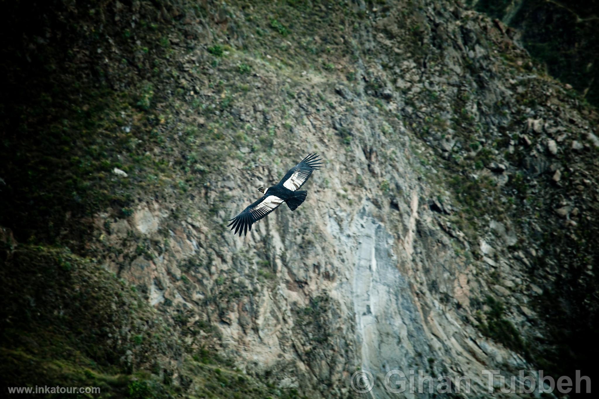 Photo of Peru