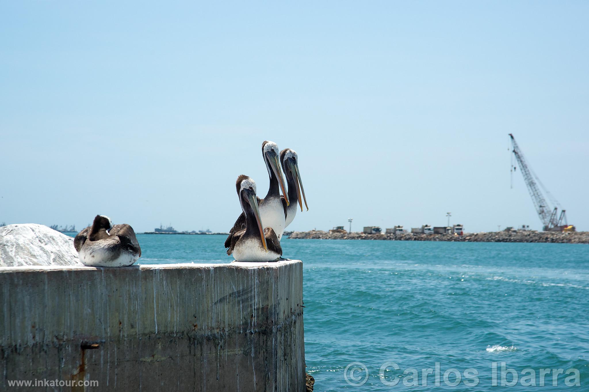 Photo of Peru