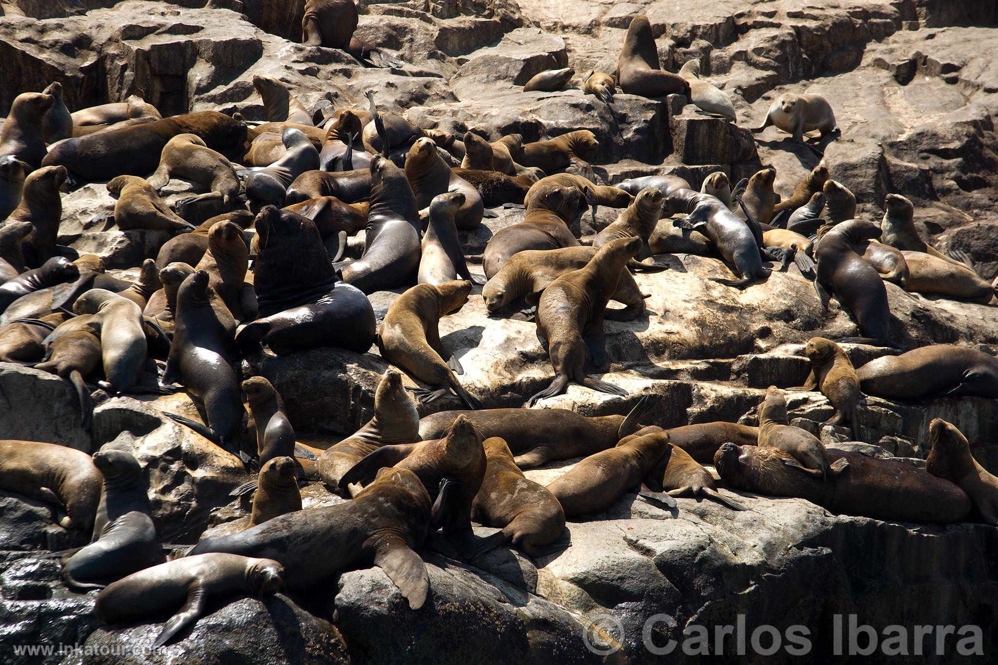 Photo of Peru