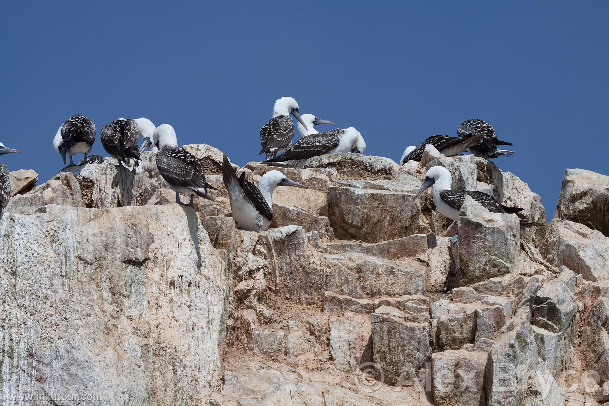 Photo of Peru