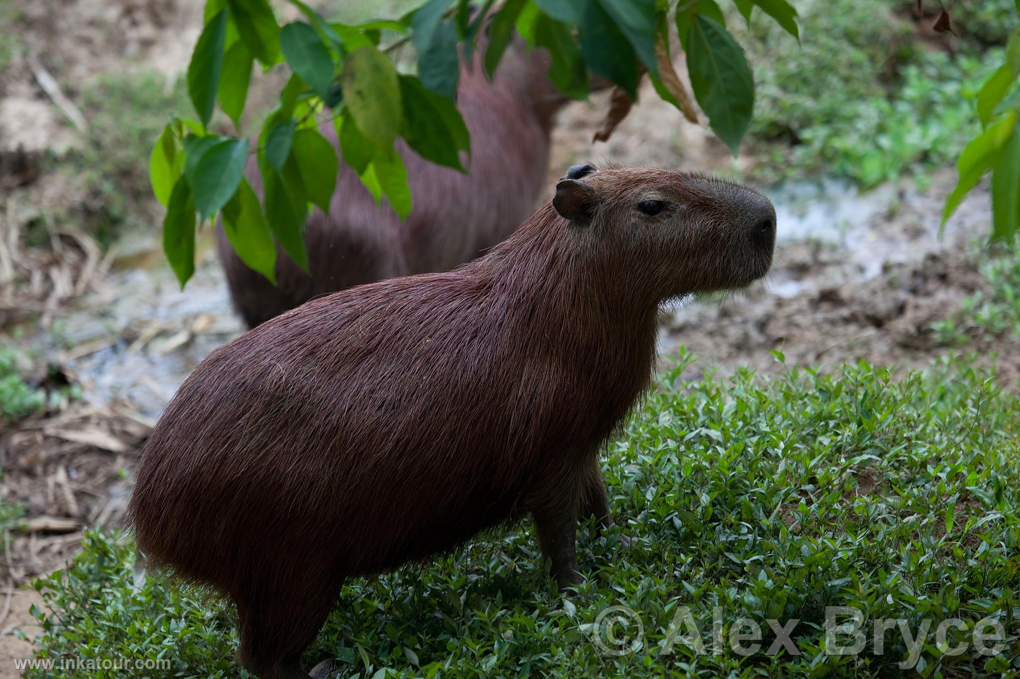 Photo of Peru