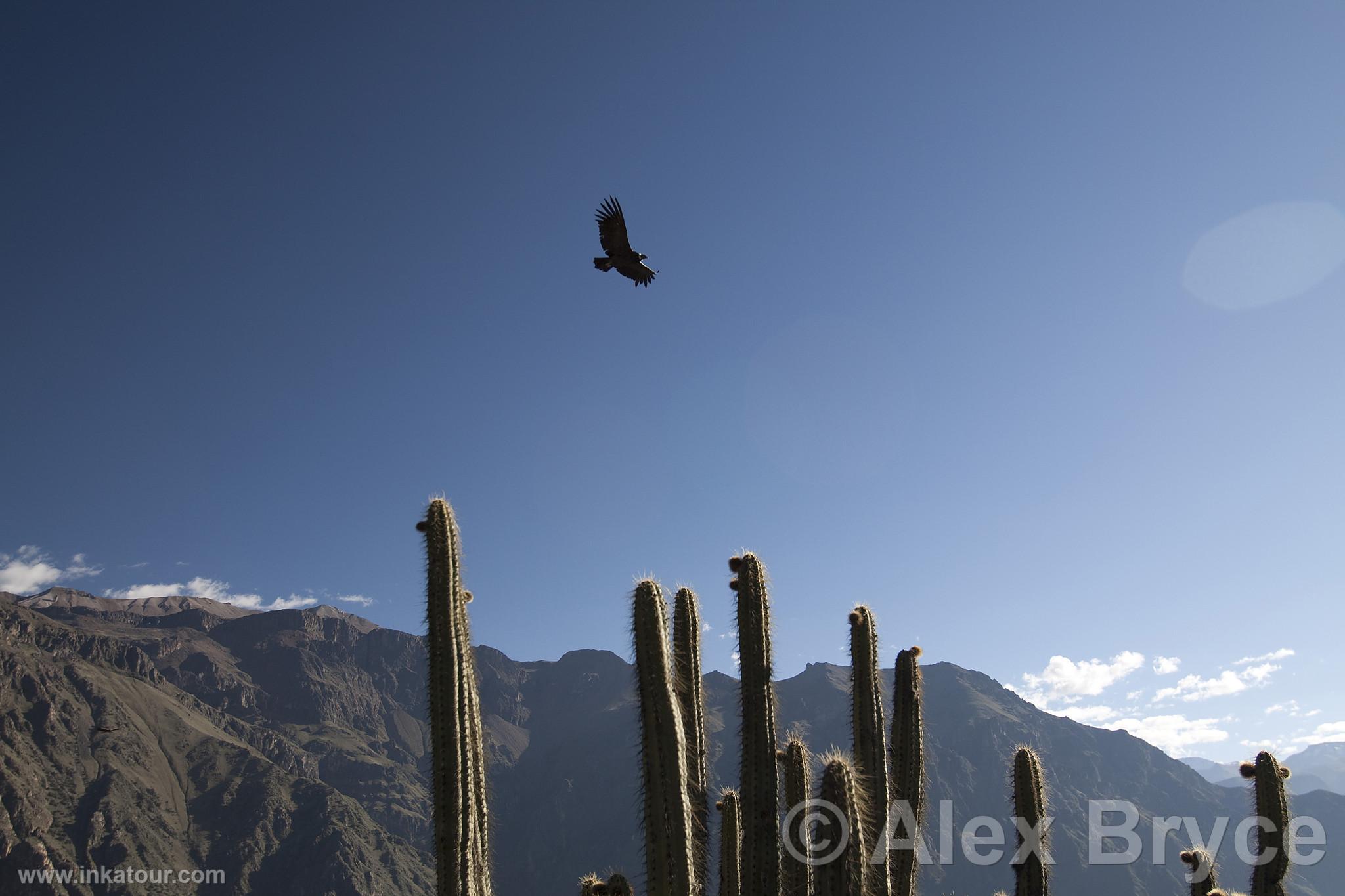 Colca Canyon