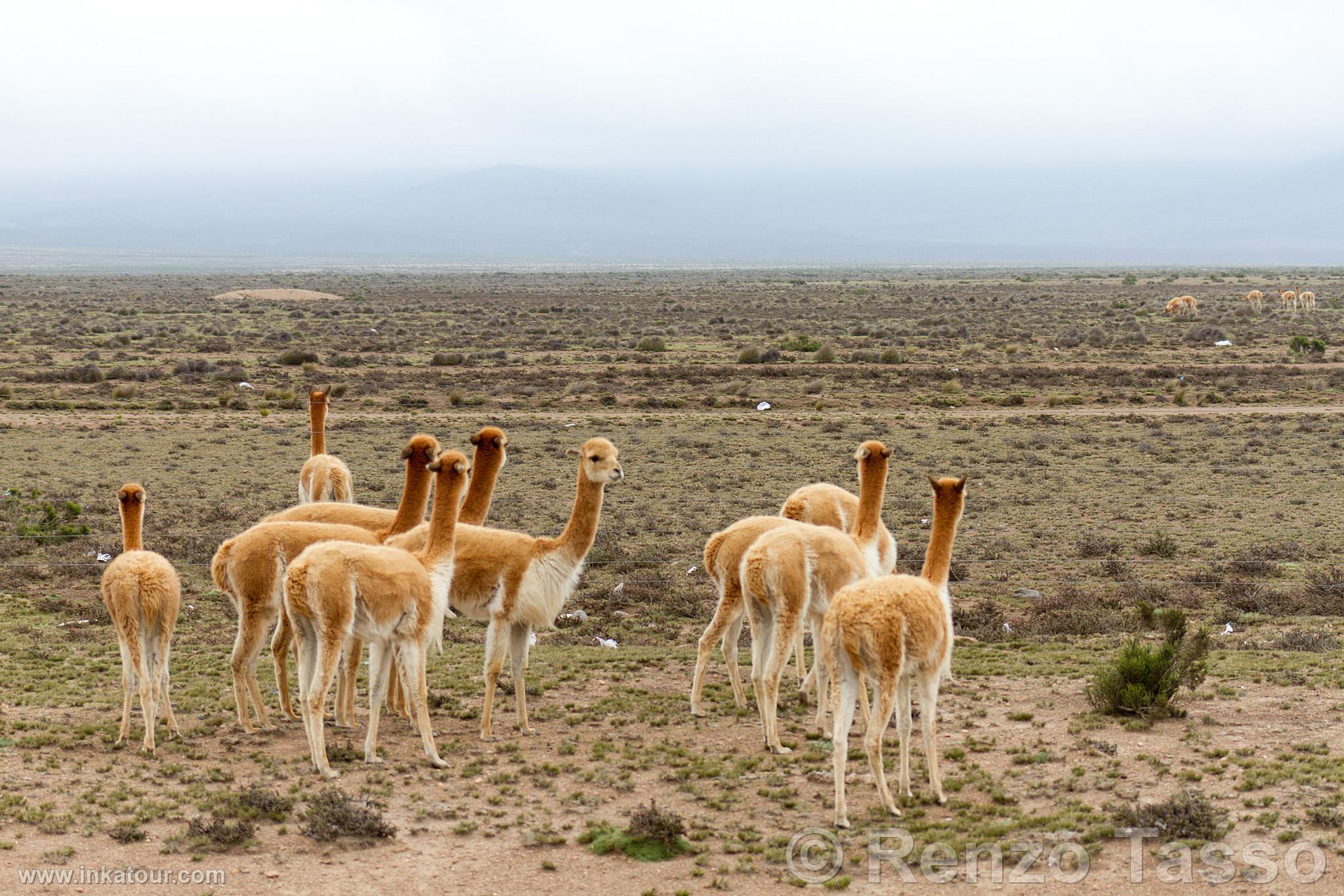 Photo of Peru