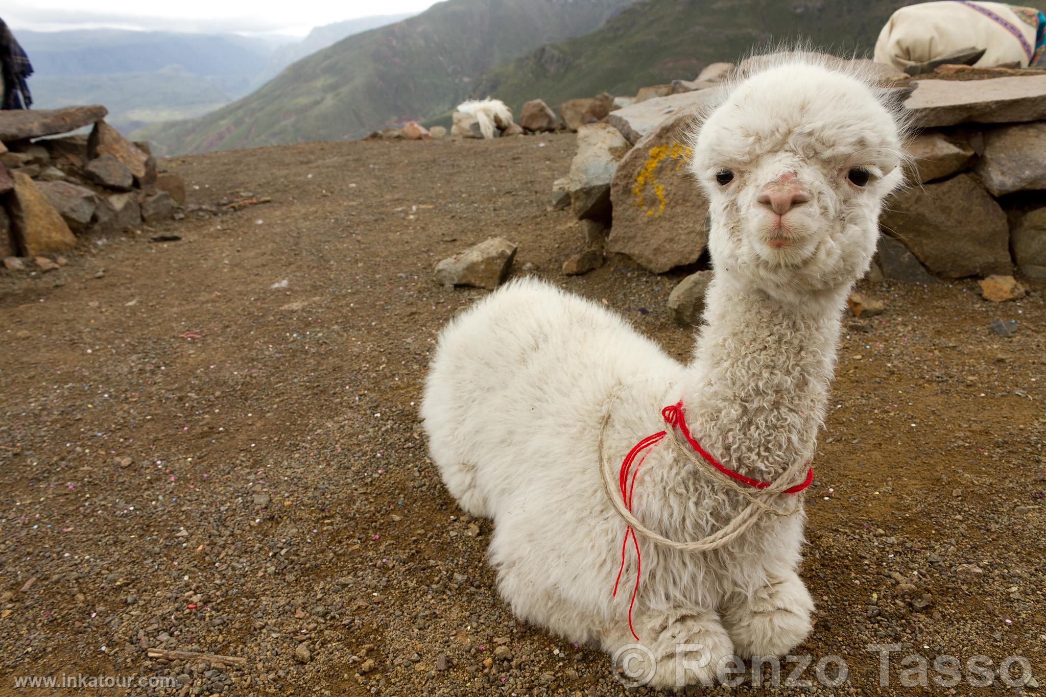 Photo of Peru