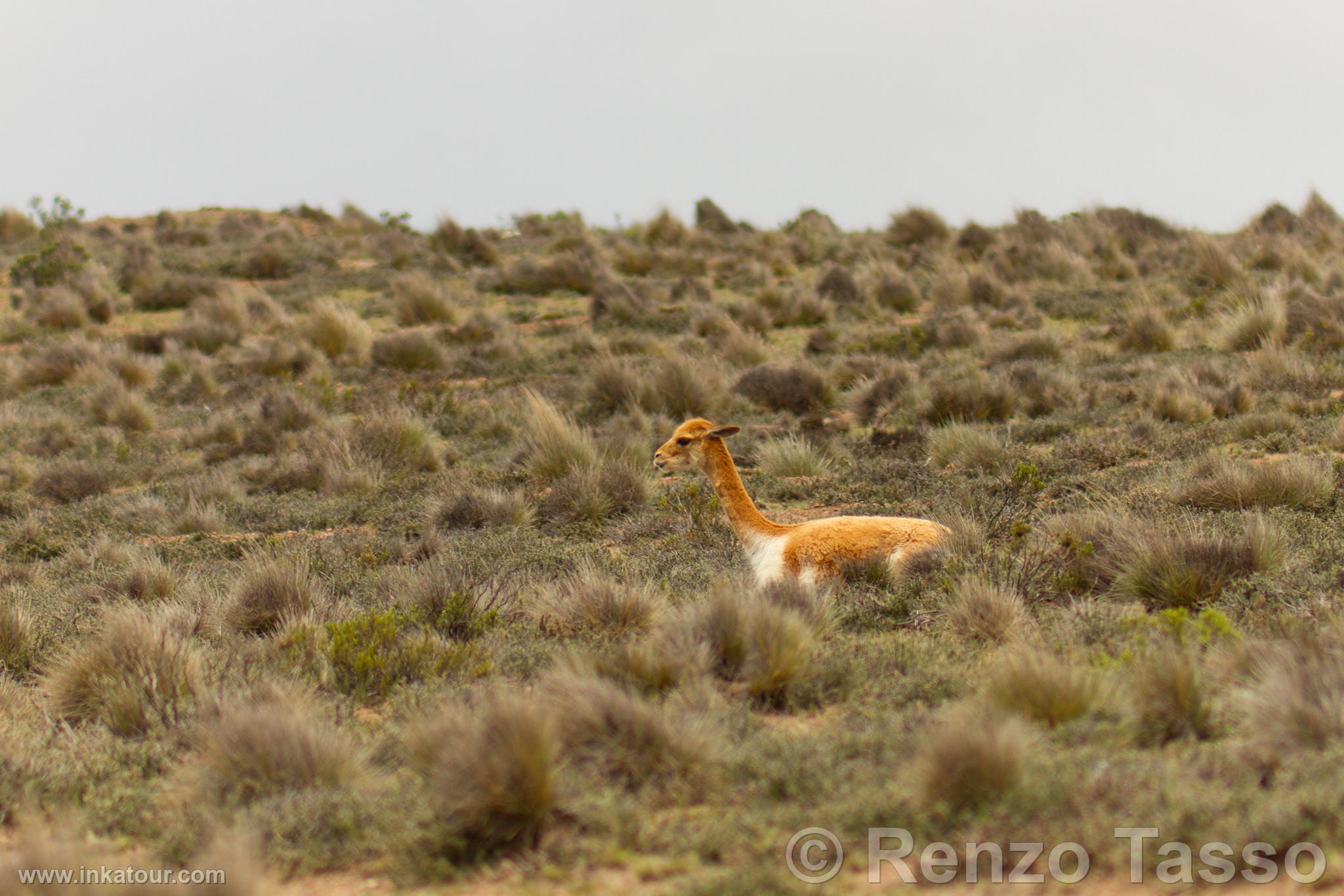 Photo of Peru