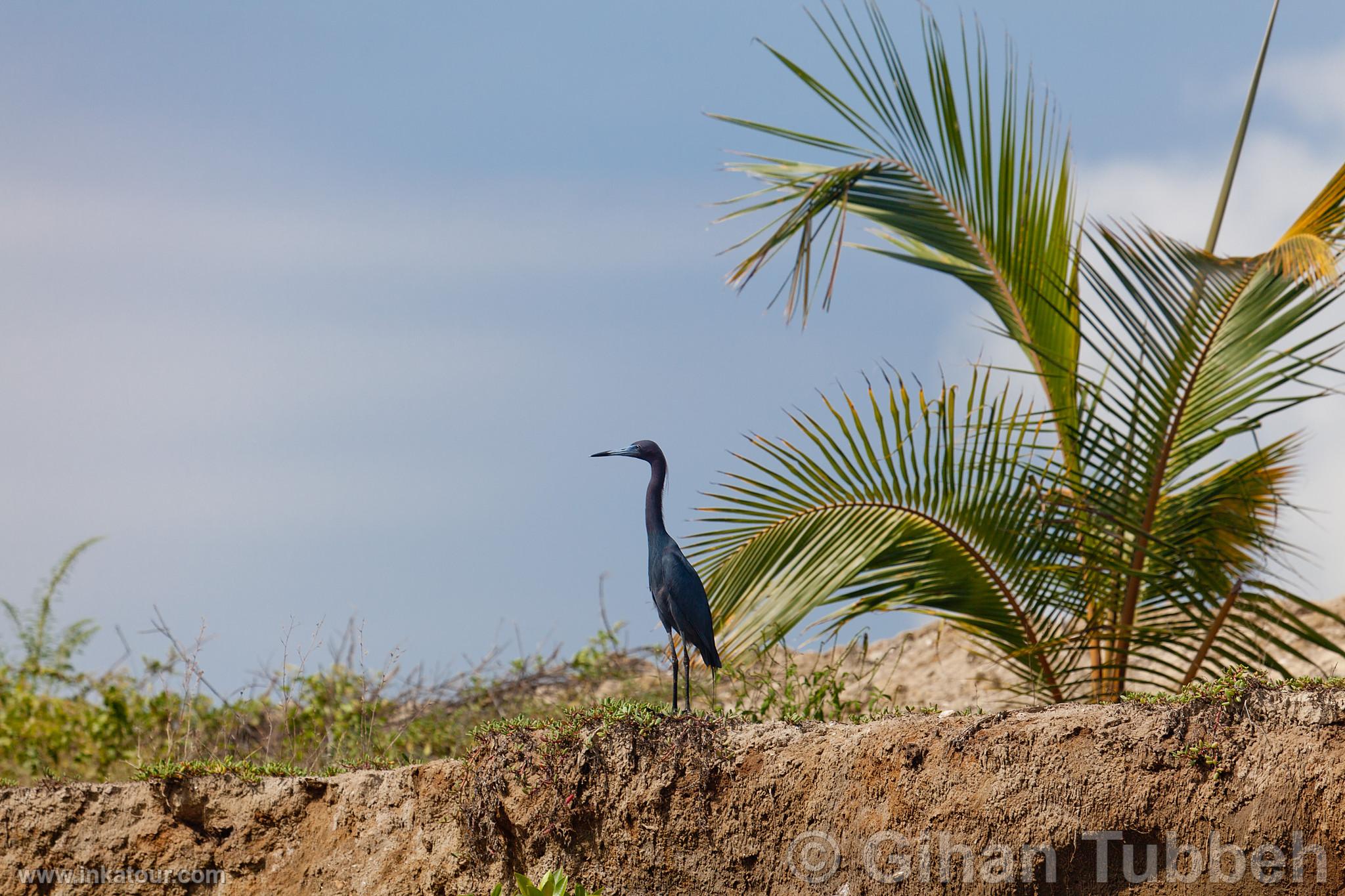 Photo of Peru