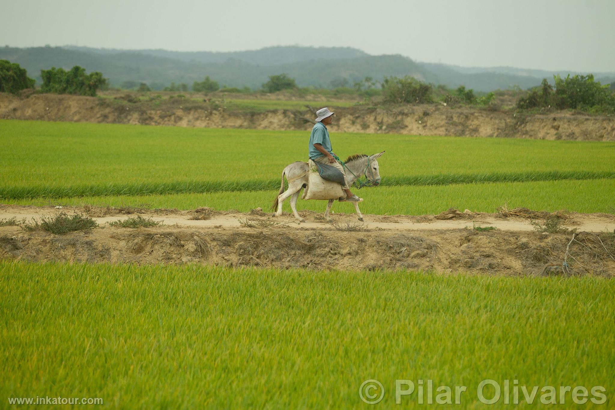 Photo of Peru