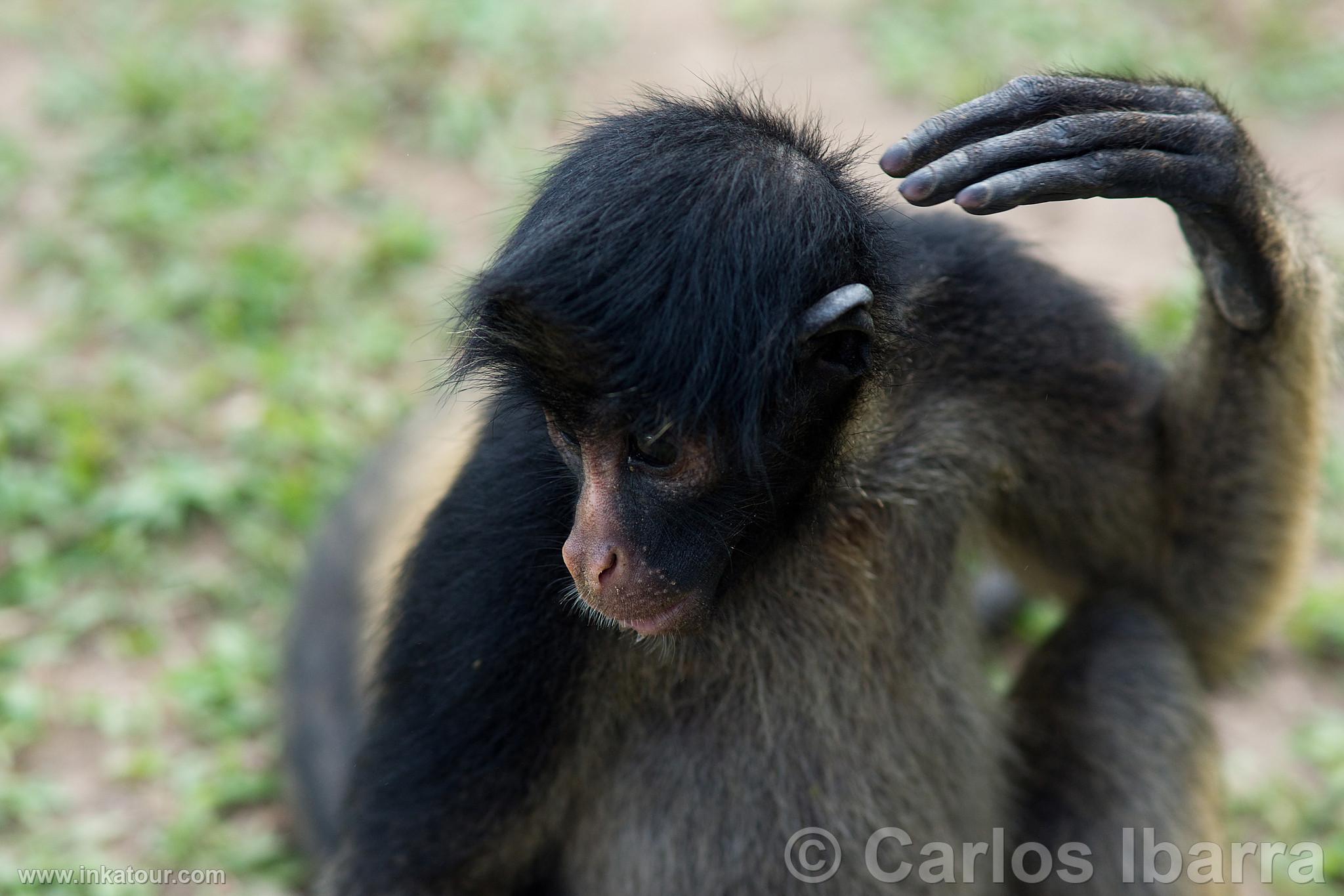 Photo of Peru