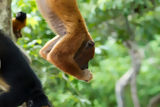 Red howler monkey