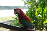 Macaw